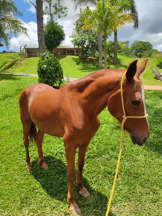 Égua Mangalarga Marchador 