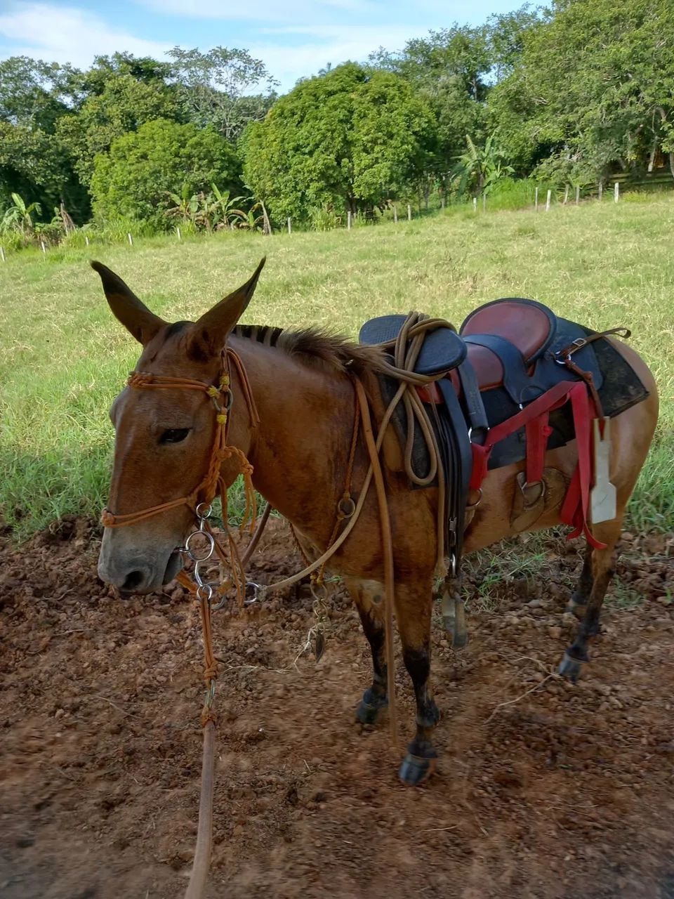 Conjunto de arreios para cavalo - Foto 6