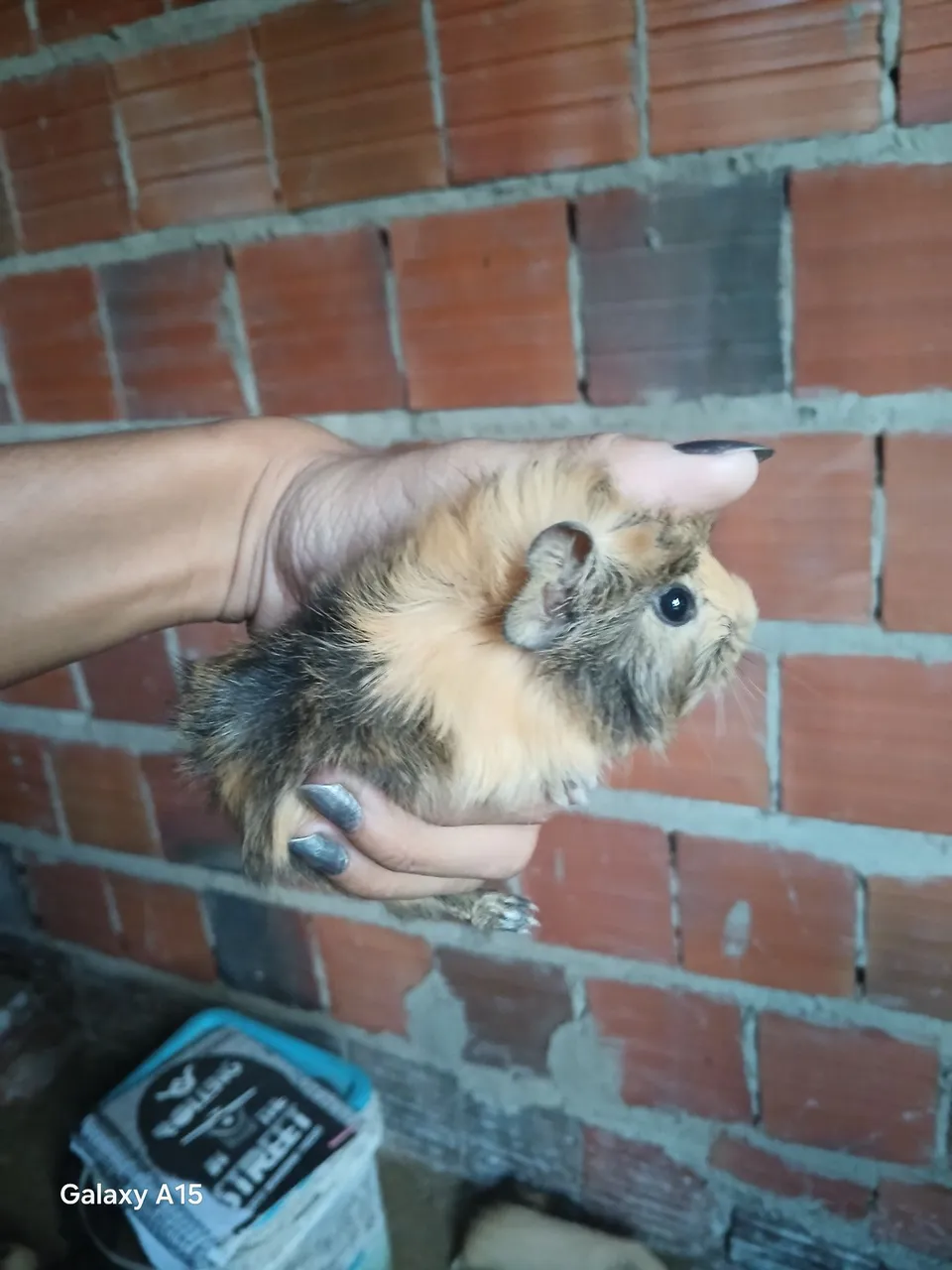 Porquinho da Índia