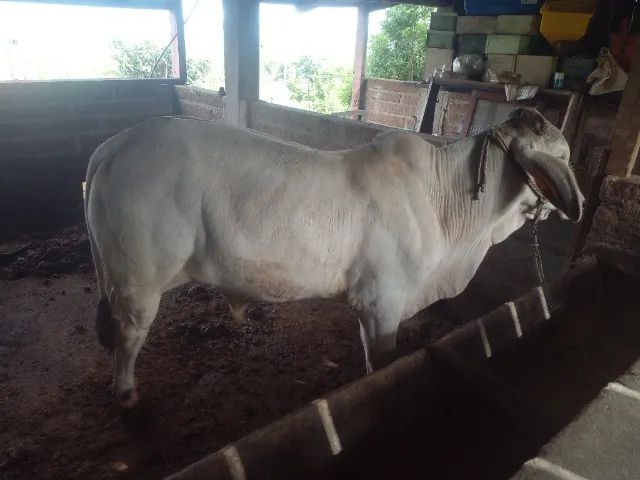 Otimo terneiro brahma - Foto 3