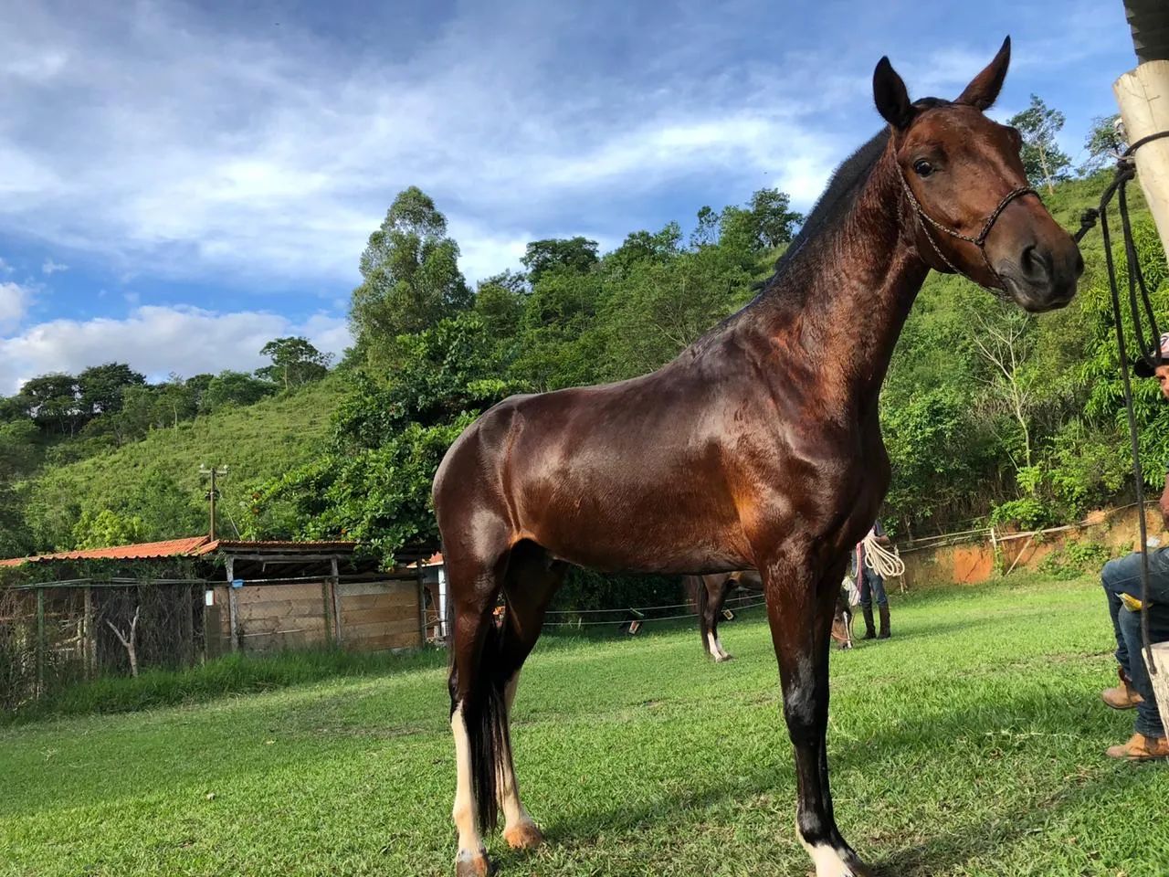 Cavalo Mangalarga Machador - Marcha Batida