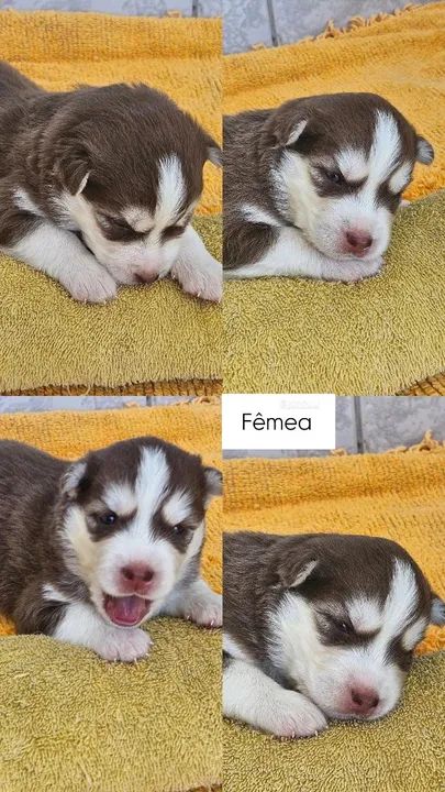 Filhotes de Husky Siberiano -Pelagem Wooly - Foto 3