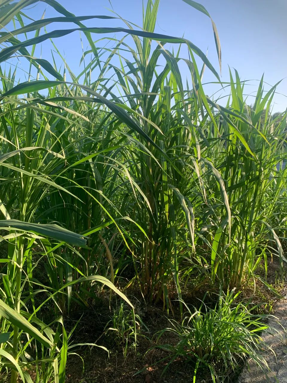 Vendo mudas de Capim-Açu e BRS kurumi - Foto 2