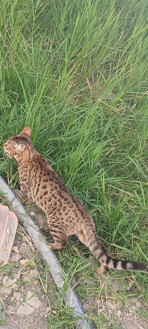 Gato Bengal. * Zap - Foto 5