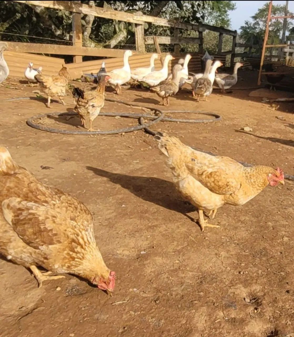 Galinhas Caipiras e Gansos