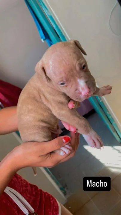 Filhotes de Pitbull vendo  - Foto 3