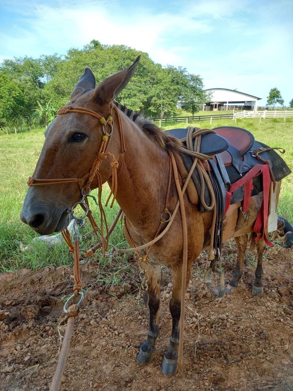 Conjunto de arreios para cavalo - Foto 5