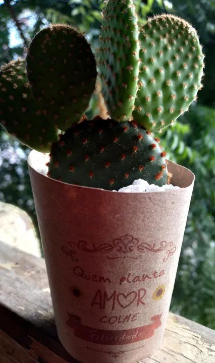 Lembrancinhas personalizadas com mini-cactos e mini-suculentas - Foto 2