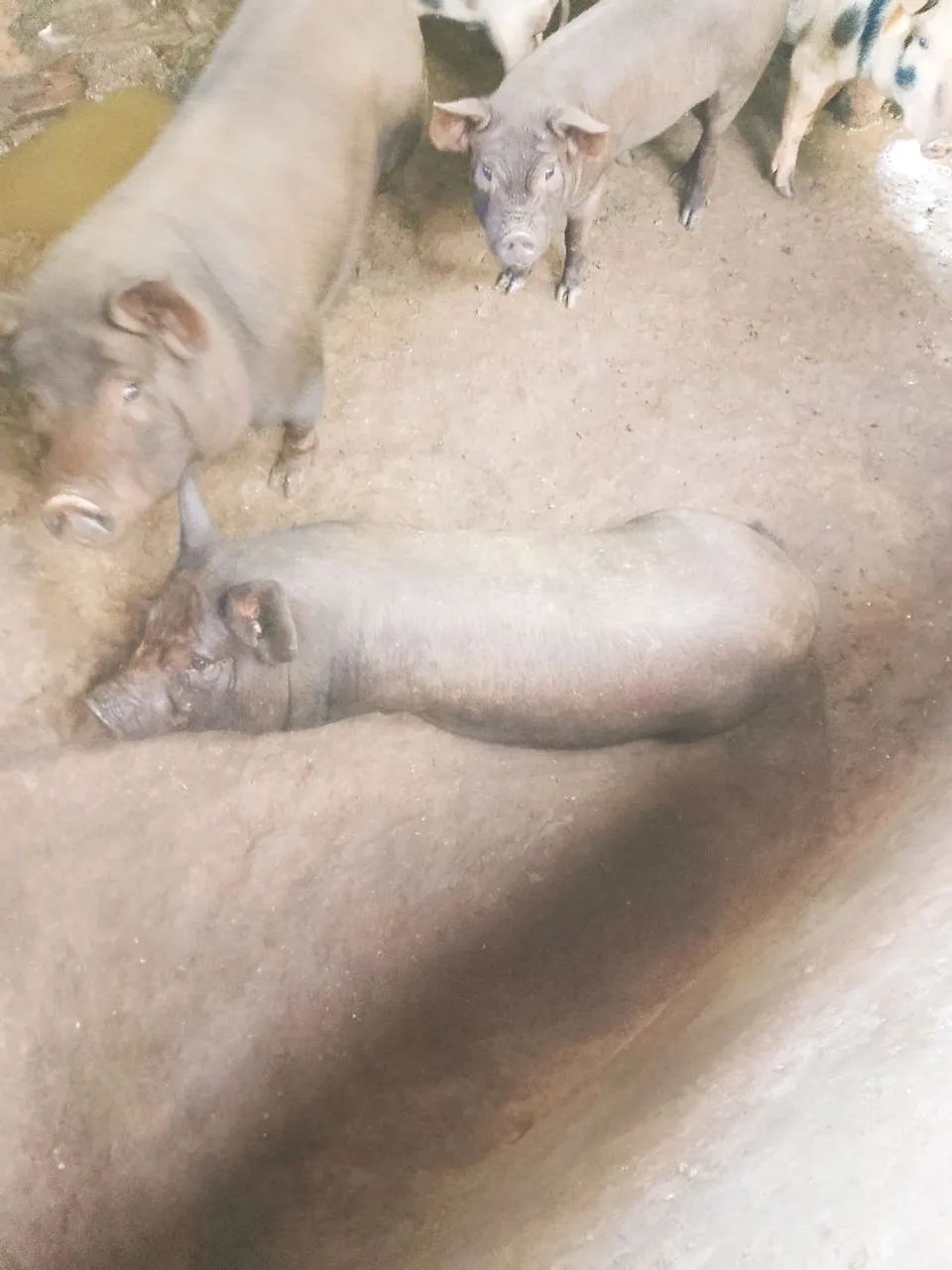 Porcos pretos para venda - Foto 3