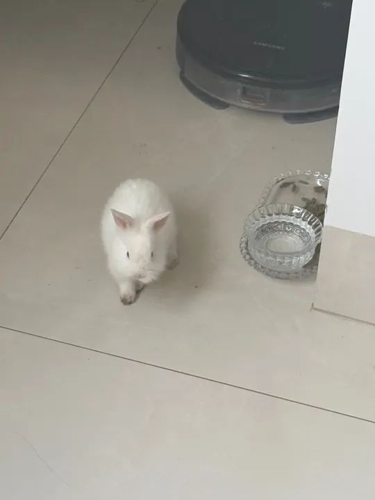 Coelho Branco Peludo