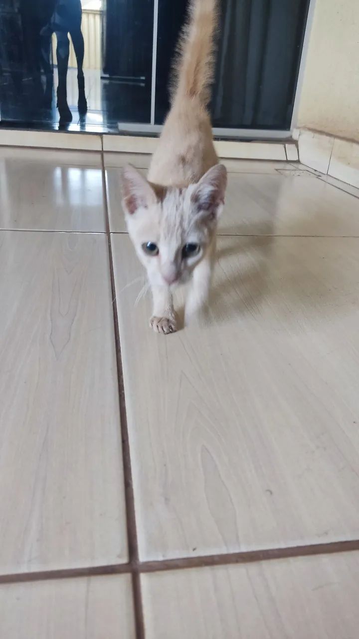 GATINHO FILHOTE MACHO - Foto 3