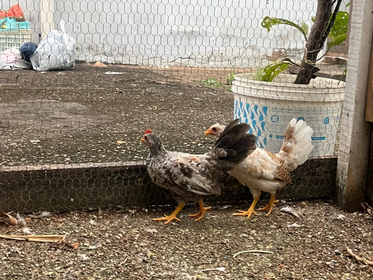 Casal de mini galinha