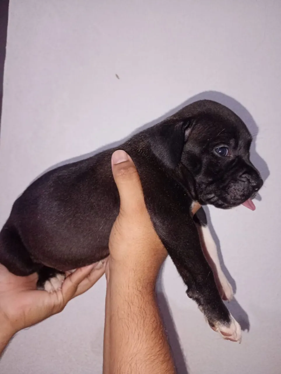 Lindos filhotes de pitmonster, pra vender logo!