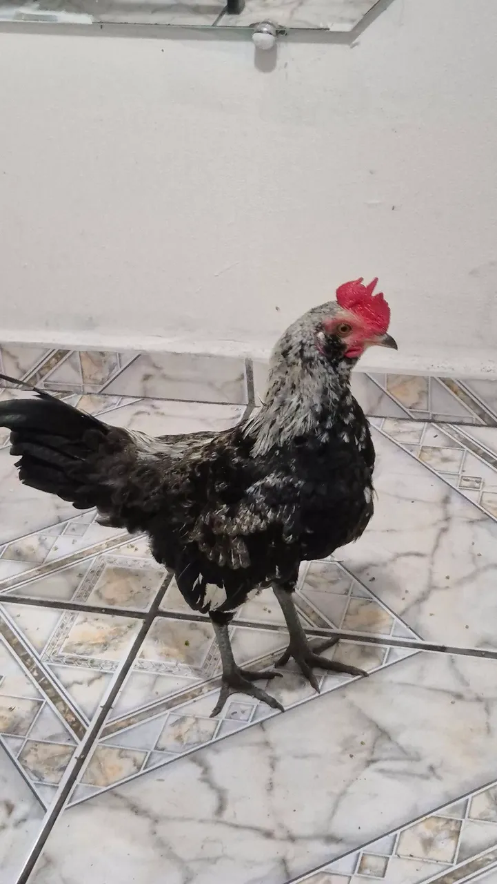 Galo galisé novo