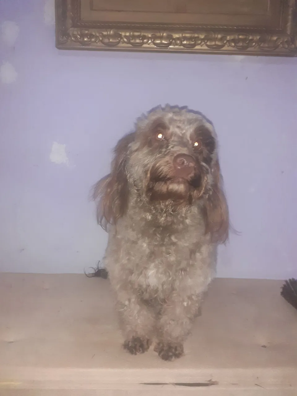 Linda cachorra $270,00 Misturar de raça shihtzu +poodle
