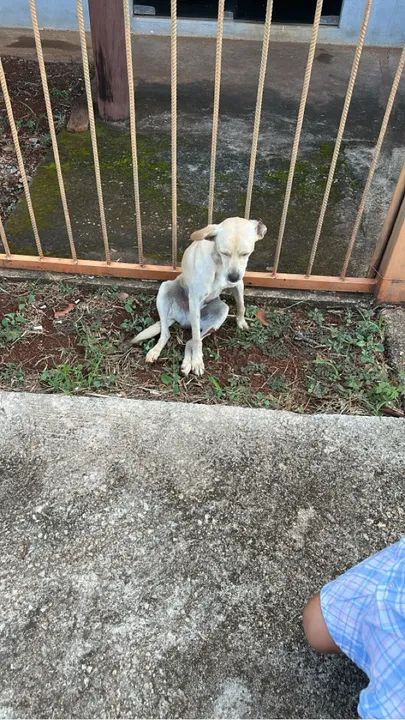 Adoção Responsável de cachorro resgatado de atropelamento. - Foto 4