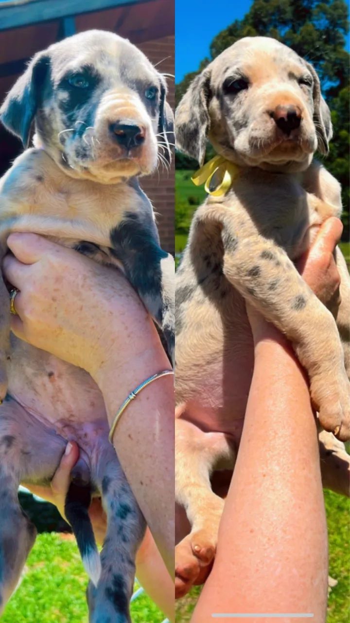 Filhotes Dogue Alemão  - Foto 3