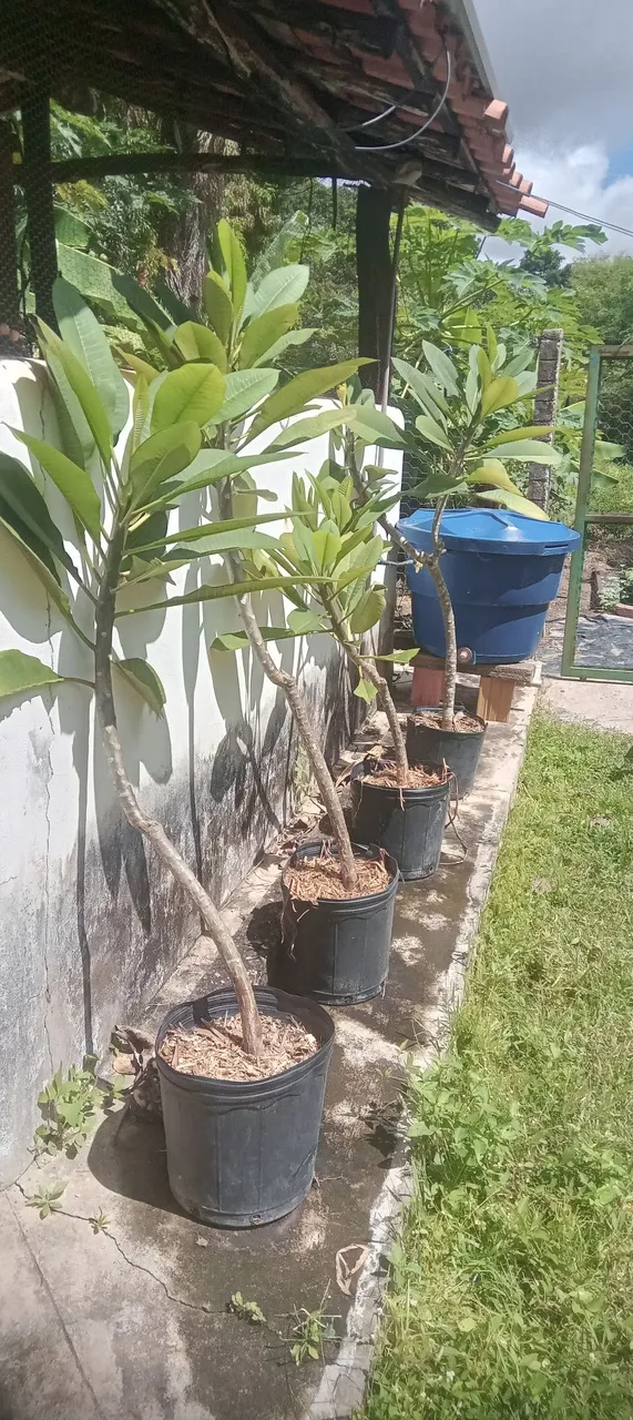 Muda de jasmine manga vermelho a unidade.