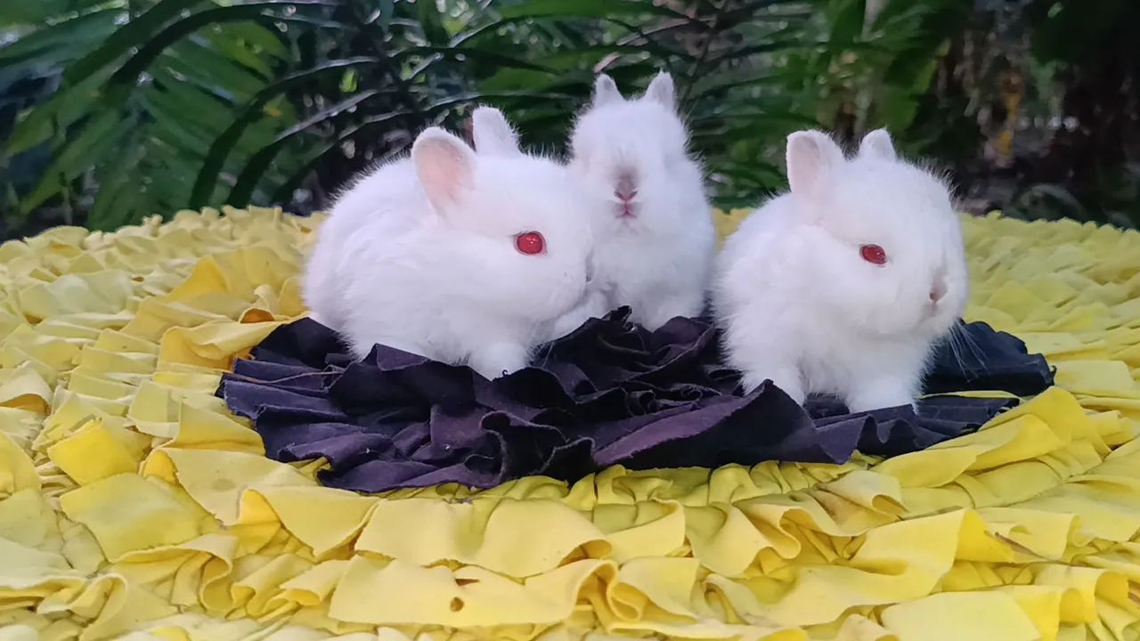 Netherland/ coelho anão  - Foto 5