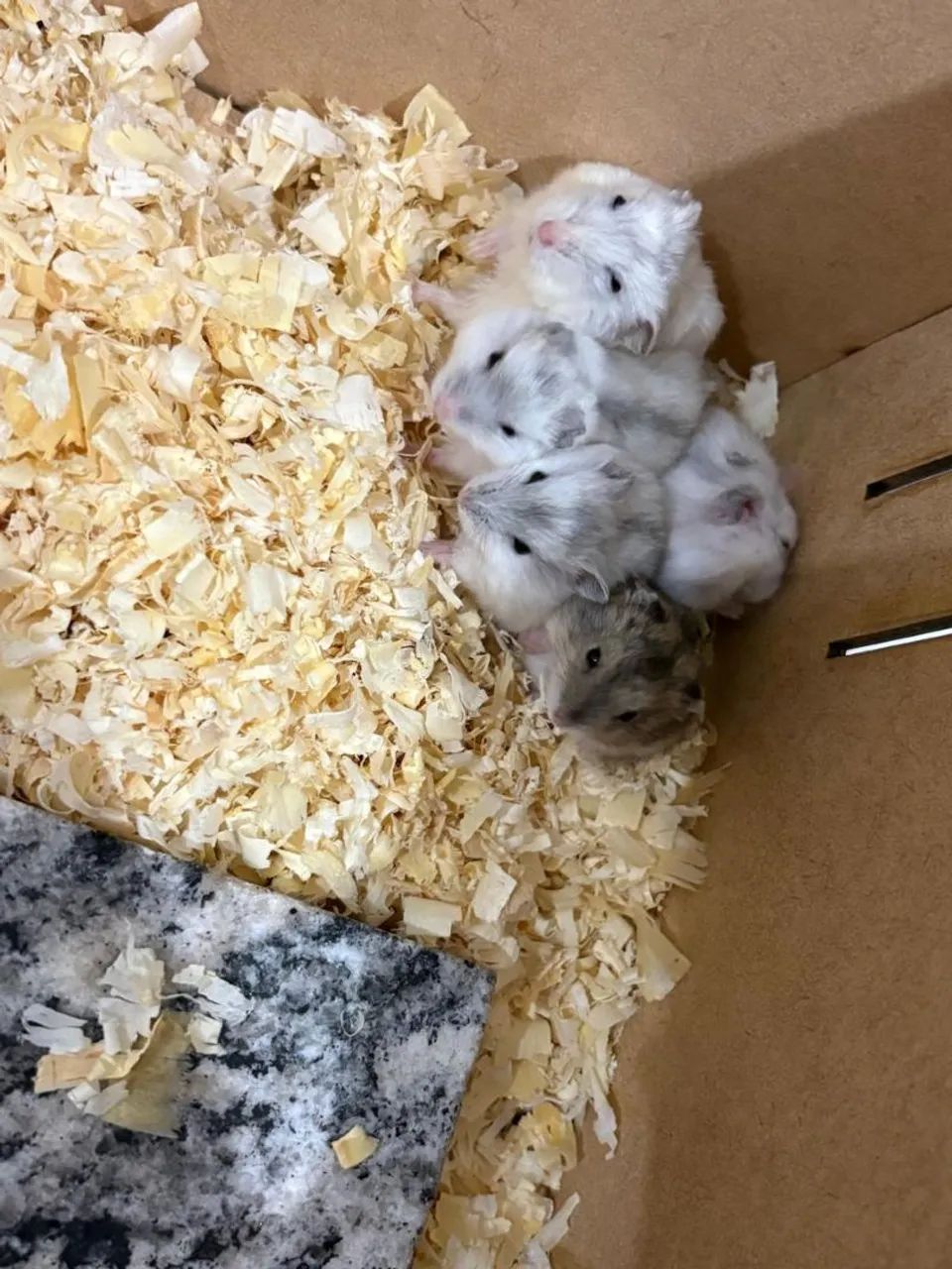 Doação hamster anão russo64650777755905121