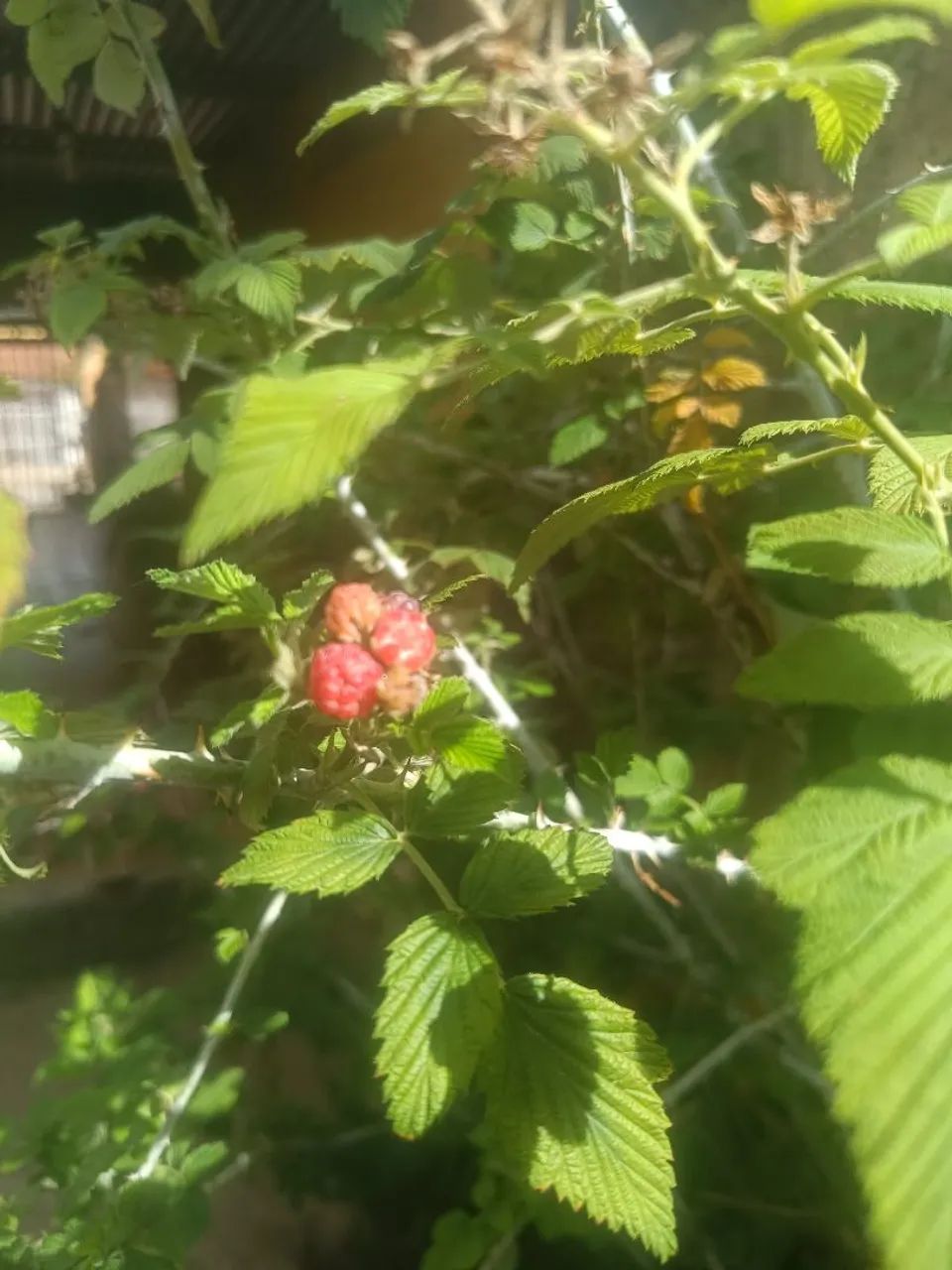 Mudas de framboesa  - Foto 2