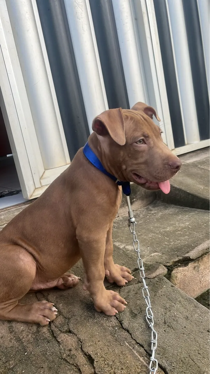 Pitbull Com Apenas 4 Meses!