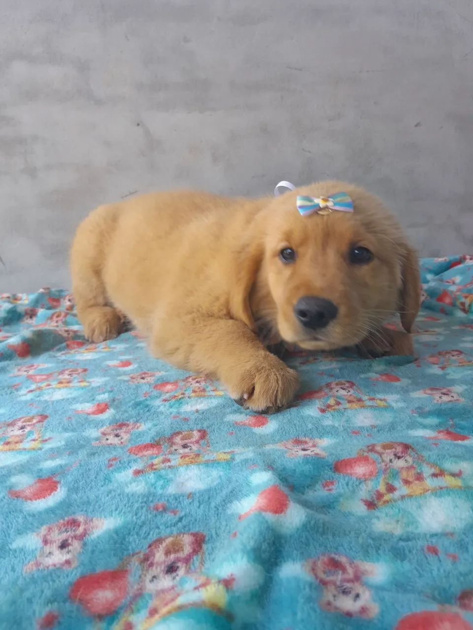  Golden Retriever Fêmea pronta para brincar  - Foto 4