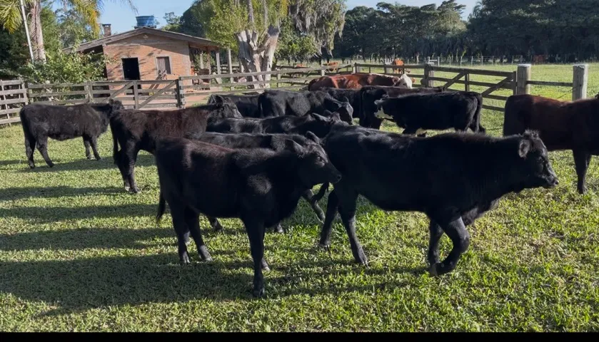 AGro e indústria 