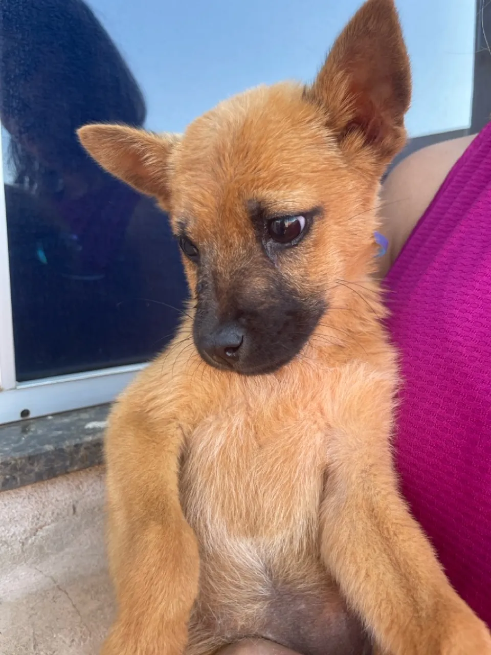 Procura-se um lar para um super- herói de quatro patas, pai: show show mãe: Cofap