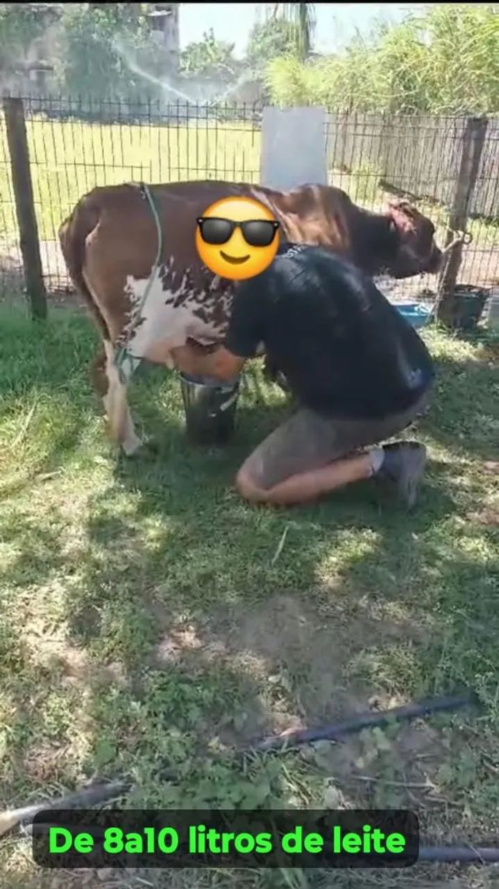 MINI VAQUINHA HOLANDESA  - Foto 2