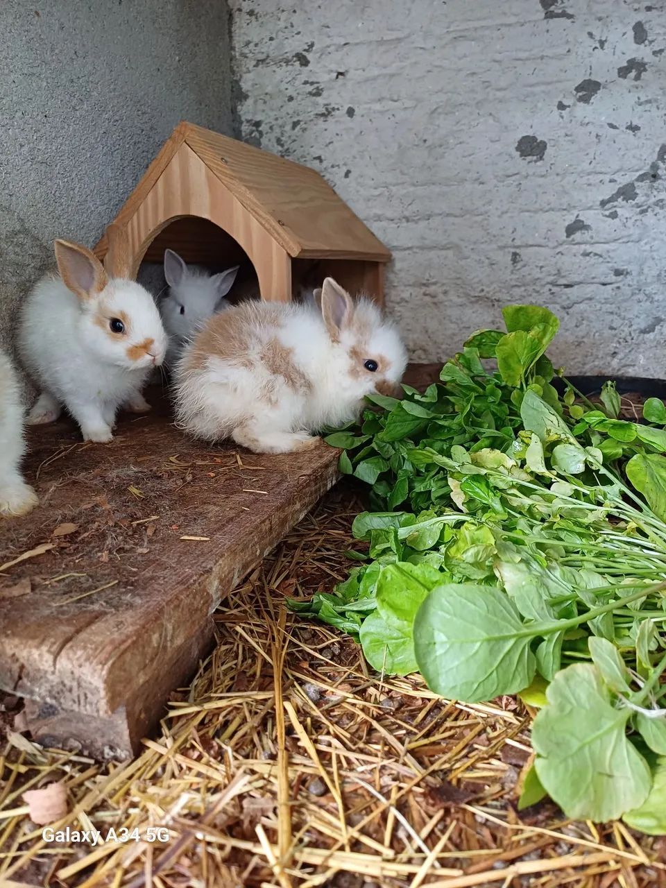 Filhotes de coelhos Mini Lion.  - Foto 5