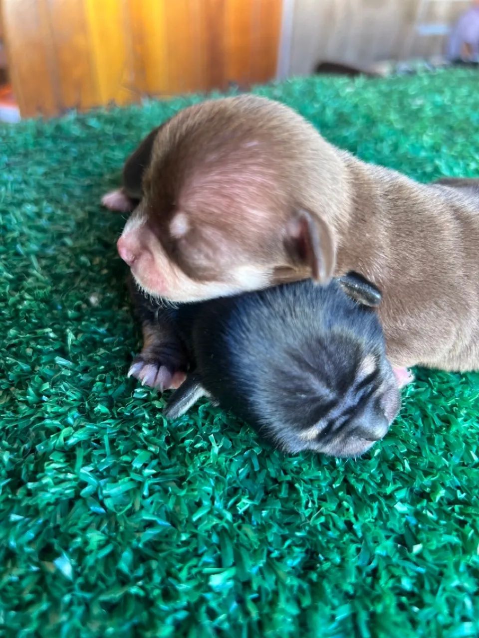 Chihuahua machinho e fêmeas  - Foto 3