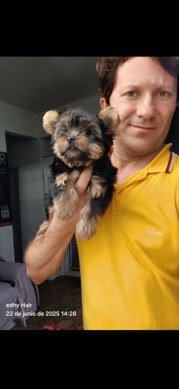 Filhote de Yorkshire Terrier para um novo lar - Foto 5