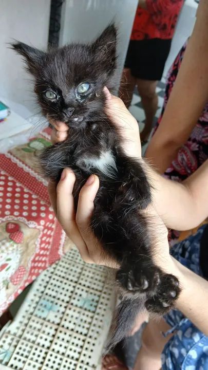 Gatinho Preto Adorável para Adoção