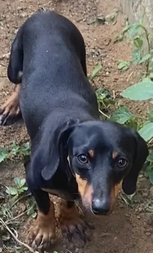 Basset Mini (Salsicha) com 1 ano