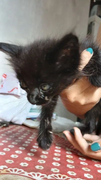 Gatinho Preto Adorável para Adoção - Foto 3