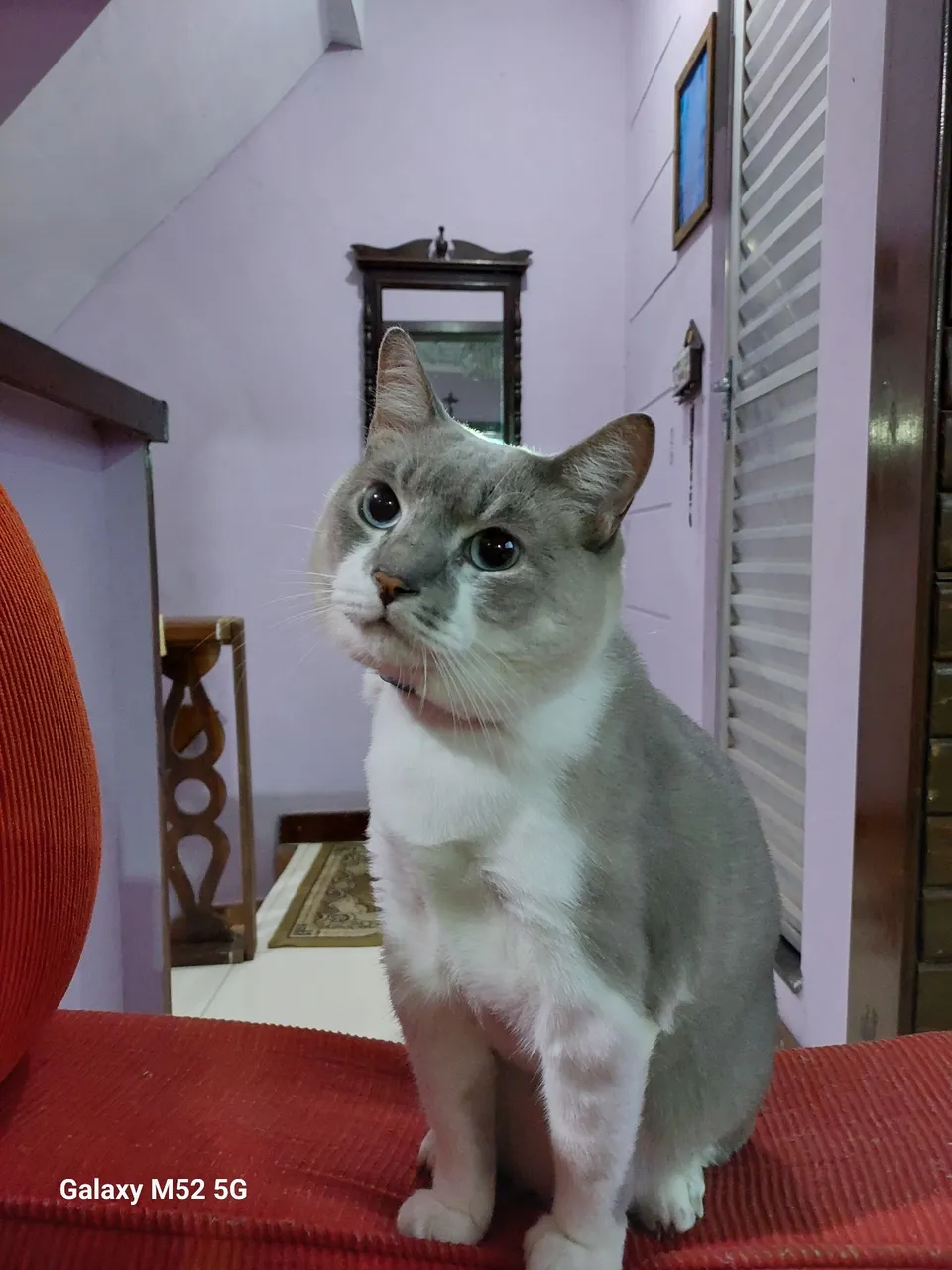 Gatinho adorável para adoção