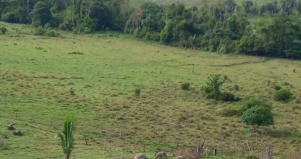 SÍTIO DE 27,5 ALQ. À VENDA (CACAULÂNDIA/JARÚ). - Foto 6