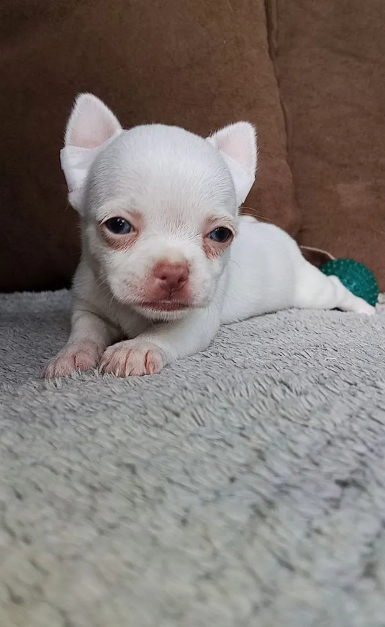 Filhotes de Chihuahua