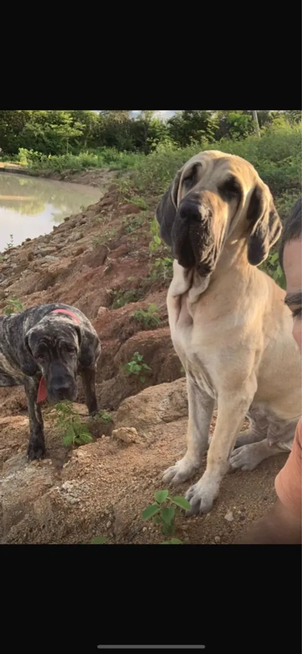 Filhote fêmea de Fila Brasileira disponível para venda