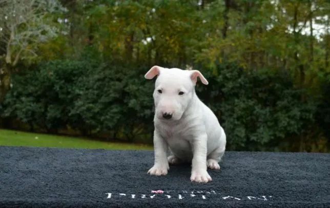 Bull Terrier Inglês * - Foto 3