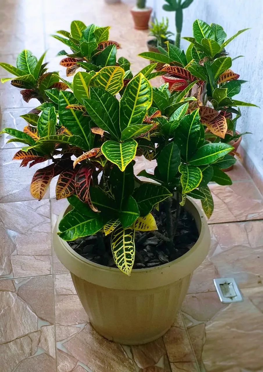 Cróton em Vaso - Foto 5