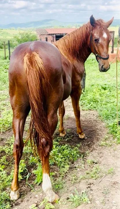 Potra quarto de milha - Foto 2