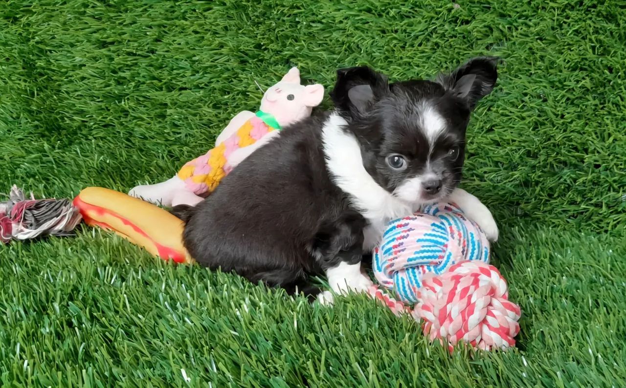 Chihuahua - Fofura de filhote pelagem longapreta e branca! - Foto 2