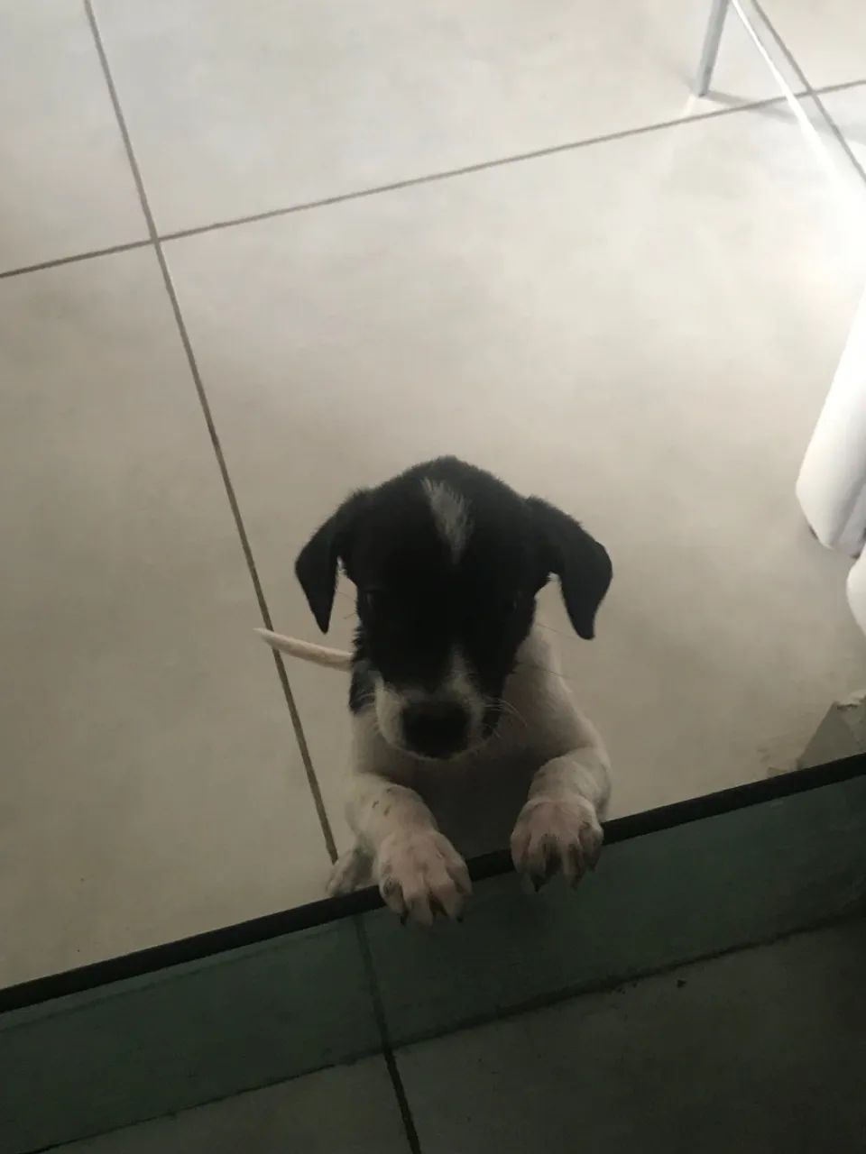 Filhote para adoção ! 