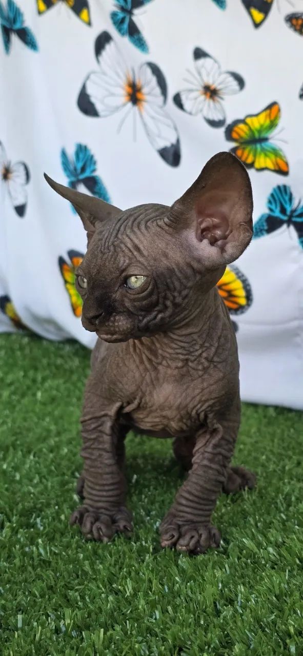 Gatil Zaidan - Filhote Gatil Sphynx - Pedigree - Genética Internacional - N1 do Brasil
