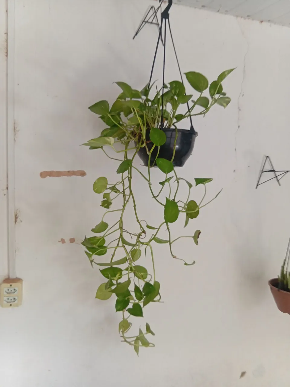 Planta Pothos Pendente - Linda e Fácil de Cuidar!