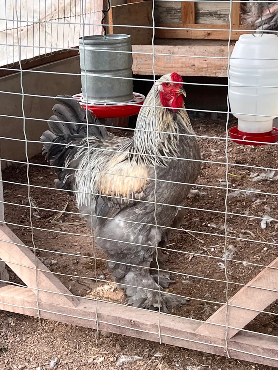 Galo e galinha Brahma Blue
