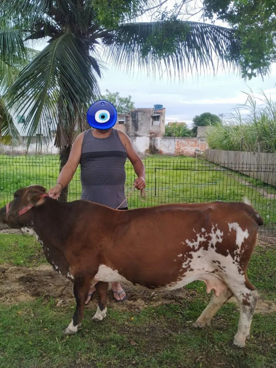 MINI VAQUINHA HOLANDESA  - Foto 6