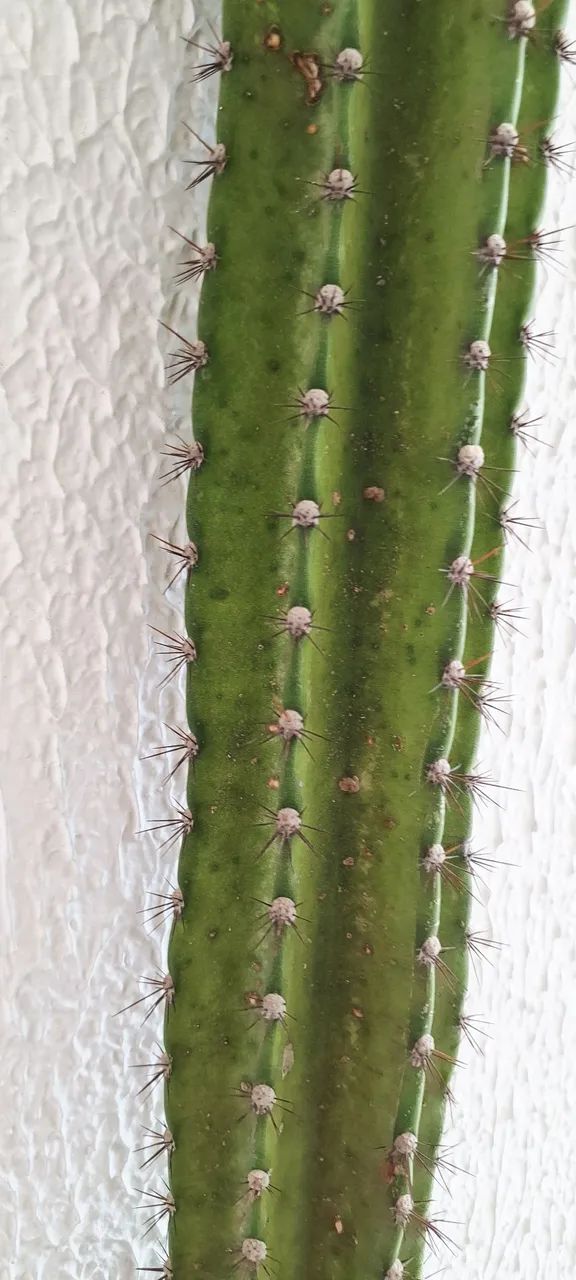 Cacto cereus azureus 2,5 metros - Foto 3